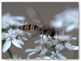 Hoverfly1_11062010