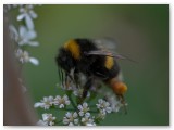 Bees 2009_05