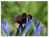 Bees 2009_04