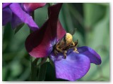 Bees 2009_07