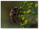 Bees 2009_12