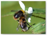 Bees on Loganberry flower
