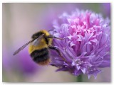 Bee on Chive Flower1
