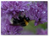 Bee on Chive Flower2