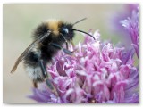 Bee on chive flower