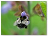 Bee in Sage flower