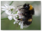 Bumblebee on Coriander flower1