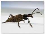 Longhorn Beetle1