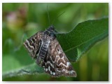 Mother Shipton Moth