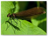 Female Beautiful Demoisellefly