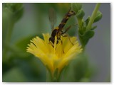 Hoverfly in Lettuce Flower2
