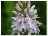 Common Spotted Orchid1