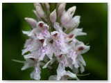 Common Spotted Orchid2
