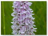 Common Spotted Orchid3_05062011