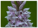 Common Spotted Orchid2_05062011